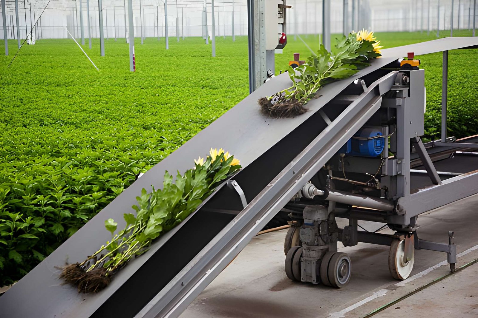 Automatische loopband in een kas voor planten en bloemen